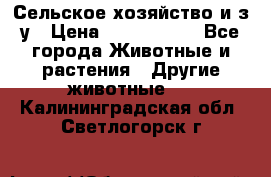 Сельское хозяйство и з/у › Цена ­ 2 500 000 - Все города Животные и растения » Другие животные   . Калининградская обл.,Светлогорск г.